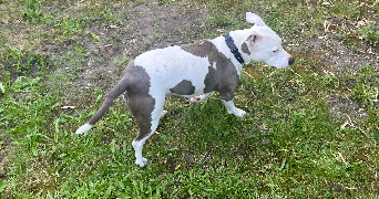 cecile pet sitter à CHAMPIGNY SUR MARNE 94500_7