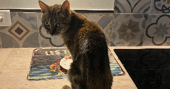 marie pet sitter à LIMAY 78520_2