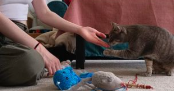 estelle pet sitter à RENNES 35000_2