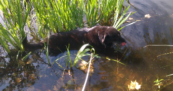 andréa pet sitter à SAUMUR 49400_3