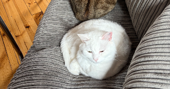 manon pet sitter à NOGENT SUR MARNE 94130_4