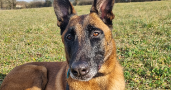 audrey pet sitter à GREALOU 46160_0