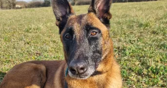 audrey pet sitter à GREALOU 46160