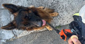 ilhan pet sitter à LIMEIL BREVANNES 94450_1