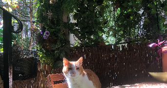 kenza pet sitter à PARIS 15 75015_9