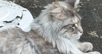 muriel pet sitter à BRETAGNE DE MARSAN 40280_1