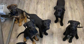 nyla pet sitter à ST DONAT SUR L HERBASSE 26260_1