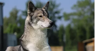 aurélie pet sitter à OUDEZEELE 59670