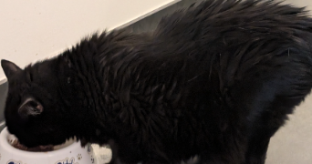 isabelle pet sitter à MARLY 57155_3