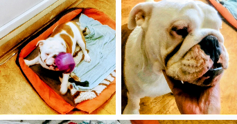 séverine  pet sitter à 59000 Lille 59000_5