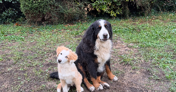 megane pet sitter à CLERMONT FERRAND 63000_7