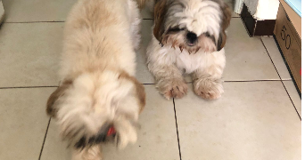 aldecinei pet sitter à MONTPELLIER 34000_7
