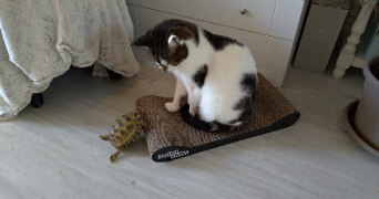 julia pet sitter à ANTONY 92160_2