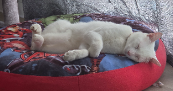 alicia pet sitter à Mirville 76210_2