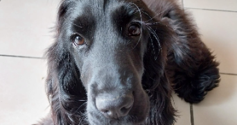 lisa pet sitter à HOUPLINES 59116_2