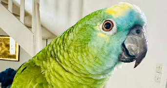 audrey pet sitter à GOUVIEUX 60270_5