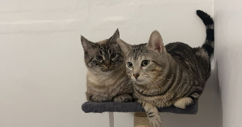 chloé pet sitter à BEZONS 95870_2