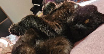 sarah pet sitter à HALLUIN 59250_1