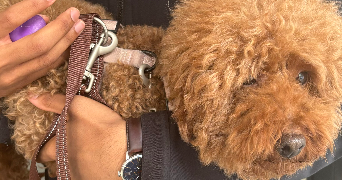 marie dog sitter à PARIS 16 75016_3