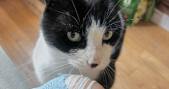 sonia pet sitter à STRASBOURG 67000_8