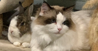 audrey pet sitter à LETRICOURT 54610_4