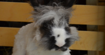 célina pet sitter à BREST 29200_6