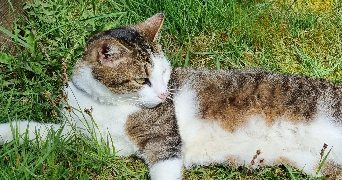 korkmaz pet sitter à STRASBOURG 67000_4