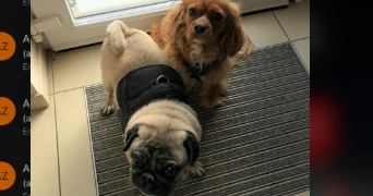 anna pet sitter à FAMECK 57290_2