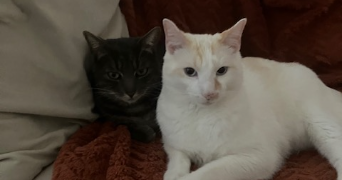 estelle pet sitter à LE CHESNAY ROCQUENCOURT 78150_0