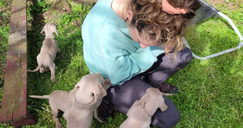 manon pet sitter à NANCY 54000_13