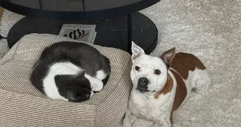 beverle dog sitter à LA GARENNE COLOMBES 92250