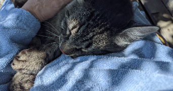 Melanie pet sitter à Saint-Egrève 38120_6