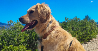 Marjorie pet sitter à ROQUEVAIRE 13360_4