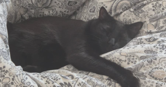 emma pet sitter à CLERMONT FERRAND 63000_1