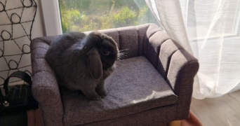 jessy pet sitter à ST RAPHAEL 83700_5