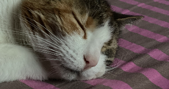 anne pet sitter à ILLKIRCH GRAFFENSTADEN 67400_1