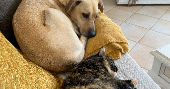 margaux pet sitter à LES SABLES D OLONNE 85340_3