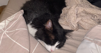 salomé pet sitter à RENNES 35000_3
