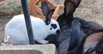 alexandra pet sitter à VAUMORT 89320_5