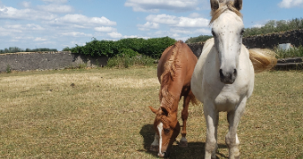 océane pet sitter à VINCEY 88450_5