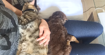 ambre pet sitter à BIGANOS 33380_5