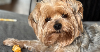 gabrielle pet sitter à REIMS 51100_2