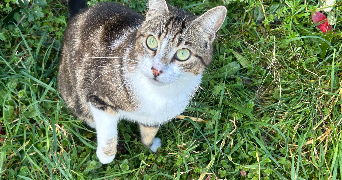 heloise pet sitter à VERNOU SUR BRENNE 37210_2