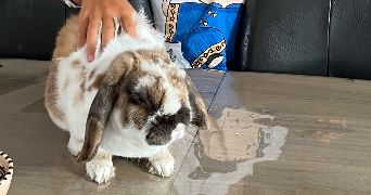 asma pet sitter à MARCQ EN BAROEUL 59700_3
