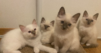 Helene pet sitter à Le Chesnay 78150_14