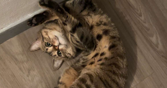 elsa pet sitter à ST ETIENNE DU ROUVRAY 76800_7