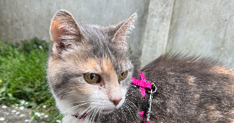 léonie pet sitter à PONT DE METZ 80480_4
