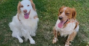 jade pet sitter à MERICOURT 62680