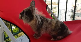 elodie pet sitter à HYERES 83400