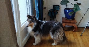 angela pet sitter à Lorient 56100_9